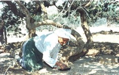 マスティハ（マスティック）の木の剪定作業が終わると、木の根元の土を整え炭酸カルシウムの白い粉を敷き詰めます。｜ギリシャ・ヒオス島 PDO
